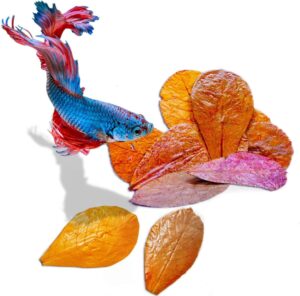 SunGrow Betta Leaves, 50 Pcs Mini Catappa Indian Almond Leaves for Fish Tank