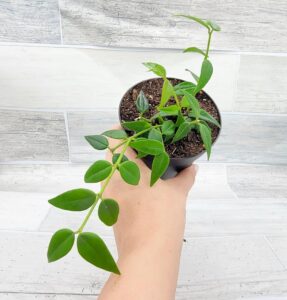 Hoya Bella Lanceolata 4-Inch Pot - Rare Tropical Indoor Plant by 3exoticgreen